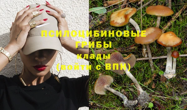 стаф Алзамай