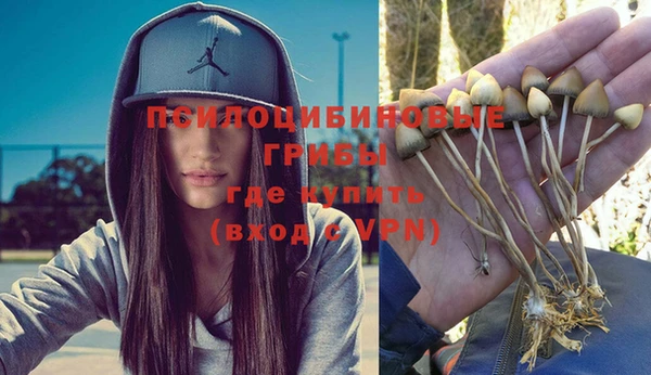стаф Алзамай